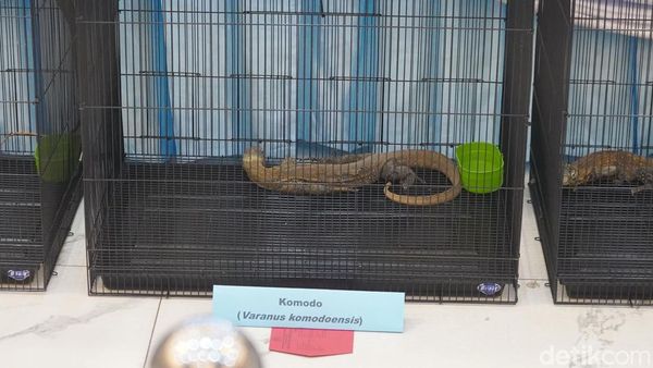 Polda Jatim Gagalkan Penyelundupan Komodo dari NTT Gunakan Paralon