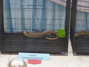 Polda Jatim Gagalkan Penyelundupan Komodo dari NTT Gunakan Paralon