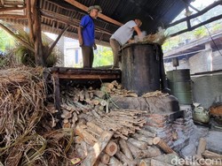 Kreatif! Warga Dlingo Bantul Ubah Lahan Kritis Jadi Penghasil Minyak Atsiri