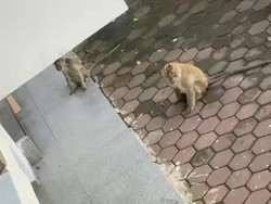 Teror Koloni Monyet di Tasik, Curi Nasi-Pecahkan Kaca Rumah Warga