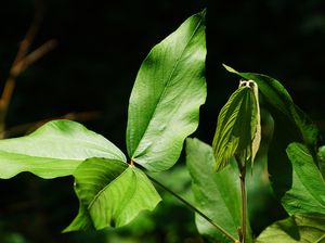 Riset Unair Temukan Daun Apa-apa Berpotensi Cegah Kanker Serviks-Payudara