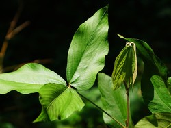 Riset Unair Temukan Daun Apa-apa Berpotensi Cegah Kanker Serviks-Payudara