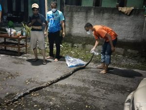 Bangkai Piton 2,5 Meter Terjebak di Saluran Air Warga Jatikuwung Karanganyar
