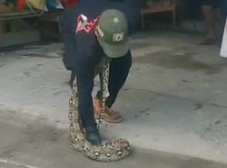 Hendak Berangkat Kerja, Warga Kupang Klaten Kaget Ada Piton 3 Meter di Garasi