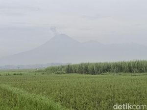 Gunung Semeru Erupsi 7 Kali Pagi Ini, Kolom Abu Capai 1,2 Km