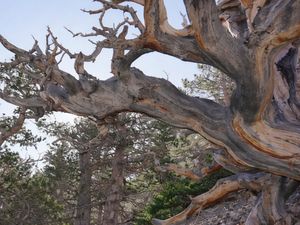 Pohon Tertua Dunia Ditebang, Usia Ribuan Tahun Sebelum Yesus
