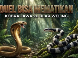 Fakta Ular Weling vs Kobra Jawa: Siapa Paling Mematikan?