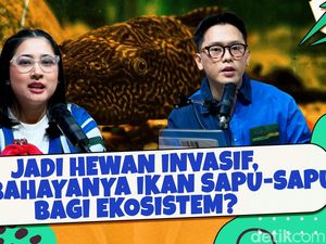 Jadi Hewan Invasif, Apa Bahayanya Ikan Sapu-sapu Bagi Ekosistem?