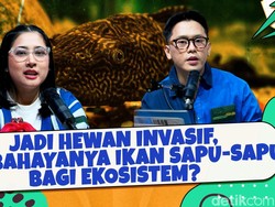 Jadi Hewan Invasif, Apa Bahayanya Ikan Sapu-sapu Bagi Ekosistem?