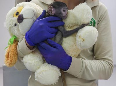 Mirip Punch, Bayi Monyet Yuji Peluk Boneka Teddy