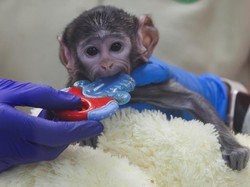 Video: Mirip Punch! Bayi Monyet Yuji Peluk Boneka Teddy