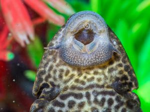 Apa Bahayanya Sapu-sapu? Yuk Kenalan dengan Ikan Berlapis Baja Satu Ini!