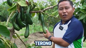 Narji Kini Jadi Juragan Lahan, Jago Tanam Kangkung hingga Melon Manis!