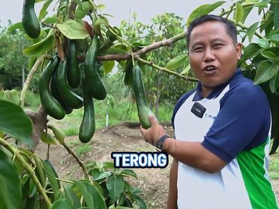 Narji Kini Jadi Juragan Lahan, Jago Tanam Kangkung hingga Melon Manis!