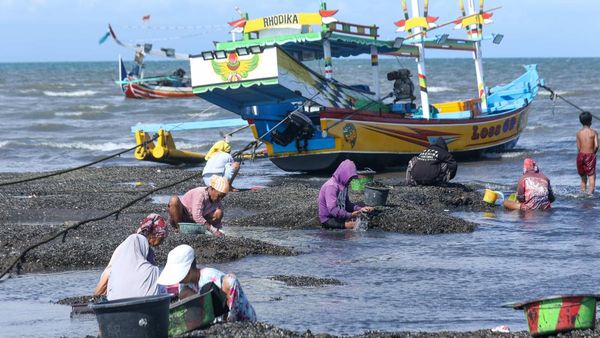 Nelayan Banyuwangi Berburu Kerang Hijau Saat Laut Surut
