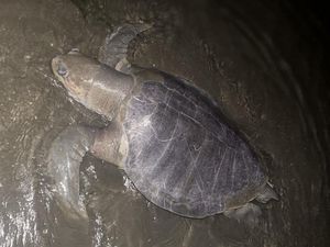 3 Penyu Ditemukan Mati Terdampar di Pantai Parepare dalam 2 Bulan