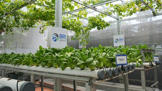 Kelompok tani Buaran Citra Lestari yang beranggotakan warga RT 09/RW 13 Penggilingan, Cakung, Jakarta Timur.