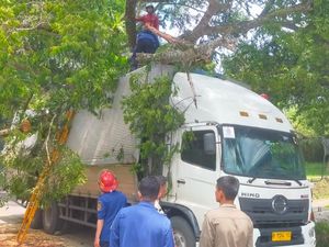 Pohon Tumbang Timpa 2 Kendaraan di Bogor, 2 Pengemudi Terluka
