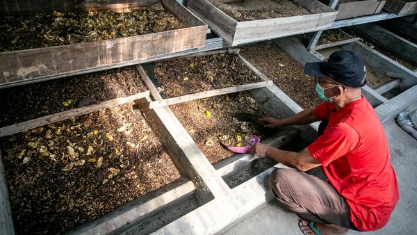 Sampah Dapur Disulap Jadi Cuan, SPPG Andalkan Maggot