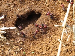 Semut Raksasa Afrika Jadi Incaran, Harga Rp 3,7 Juta Per Ekor