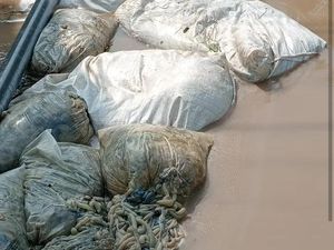 Bikin Bau! Tumpukan Karung Isi Usus Hewan Sumbat Sungai di Pemalang