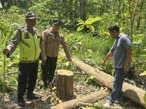 Maling Kayu Tewas Tertimpa Saat Tebang Pohon Milik Perhutani di Grobogan