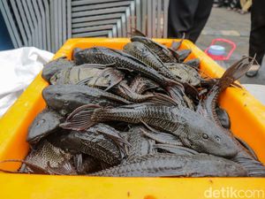 Jakarta Basmi 6,9 Ton Ikan Sapu-sapu, Benarkah Berisiko Picu Kanker?