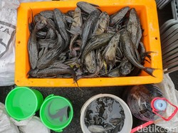 Pramono Bakal Siapkan Petugas Khusus Tangkap Ikan Sapu-sapu di Jakarta