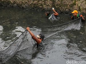 Video: Pramono Anung Kerahkan Petugas Khusus Tangani Invasi Ikan Sapu-sapu