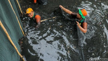 Hampir 7 Ton Ikan Sapu-sapu di Jakarta Diberantas, Bahaya Jika Dikonsumsi