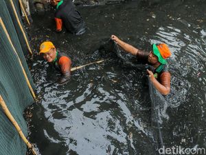 Hampir 7 Ton Ikan Sapu-sapu di Jakarta Diberantas, Bahaya Jika Dikonsumsi