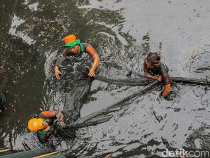 Jakarta Basmi Ikan Sapu-sapu, Hampir 7 Ton Ditumpas dalam Sehari
