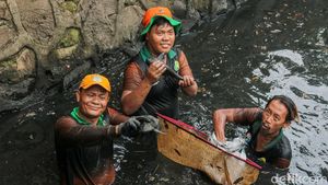 Berantas Ikan Sapu-sapu, Petugas Sisir Kali
