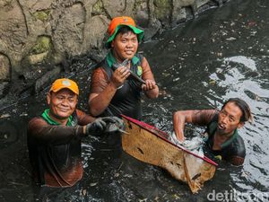 Video: Komitmen Pemprov DKI Bebersih Ikan Sapu-sapu: Rusak Ekosistem Perairan