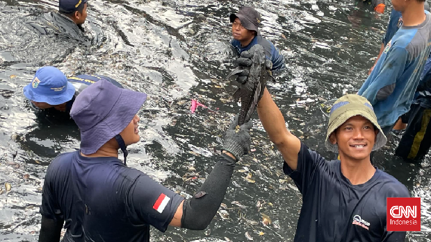 Pemerintah Provinsi (Pemprov) DKI Jakarta resmi memulai aksi penangkapan ikan sapu-sapu secara serentak di lima wilayah kota administratif guna menekan populasi spesies invasif yang telah mendominasi perairan ibu kota.