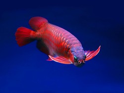 12 Manfaat Memelihara Ikan Arwana Versi Fengsui dan Primbon Jawa, Bikin Kaya?