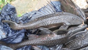 5 Cara Membasmi Ikan Sapu-sapu di Sungai, Hama Invasif Pengancam Ekosistem