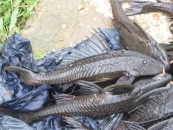 Dari Kali ke Meja Makan, Begini Perjalanan Ekstrem Ikan Sapu-sapu