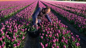 Intip Ladang Tulip yang Bikin Belanda Jadi Raja Bunga Dunia