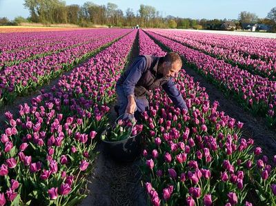 Intip Ladang Tulip yang Bikin Belanda Jadi Raja Bunga Dunia