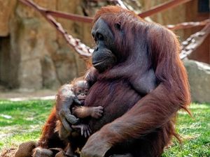 Kabar Gembira, Bayi Orangutan Kalimantan Lahir di Kebun Binatang Madrid