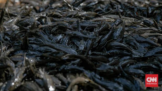 Petugas mengangkut ikan sapu-sapu saat operasi pembersihan di pintu air Setu Babakan, Jakarta (17/04/2026). Pemerintah Provinsi DKI Jakarta menggelar kegiatan pembersihan kali secara serentak sebagai bagian dari upaya menjaga kebersihan lingkungan di wilayah ibu kota. (CNN Indonesia/Adi ibrahim)