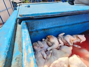 5,9 Ton Daging Ayam Tak Layak dari Jatim Dimusnahkan di NTB