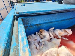 5,9 Ton Daging Ayam Tak Layak dari Jatim Dimusnahkan di NTB
