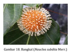 Ini Bangkal, Tanaman Tradisional yang Jadi Identitas Banjarbaru