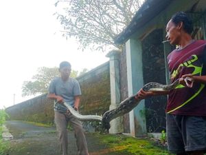 Syok Warga Klaten Buka Kandang Ayam Isinya Ular Piton 4 Meter