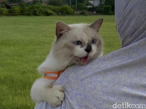 7 Tips Bikin Bulu Kucing Tidak Rontok serta Rekomendasi Makanannya