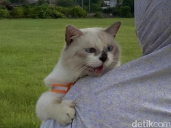 7 Tips Bikin Bulu Kucing Tidak Rontok serta Rekomendasi Makanannya