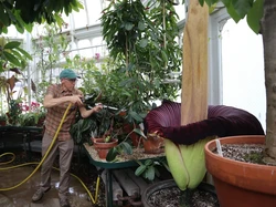 Bunga Bangkai Asli Sumatera Mekar di Kampus Amerika! Begini Penampakannya