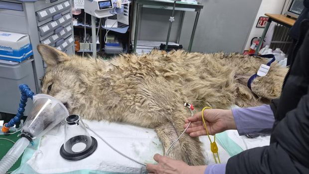 This handout photo taken on April 17, 2026 and released by Daejeon Metropolitan City shows veterinarians and other staff members examining the condition of a wolf named Neukgu after it was recaptured following its escape from a zoo at O-World Theme Park in Daejeon on April 8. (Photo by Handout / Daejeon Metropolitan City / AFP)